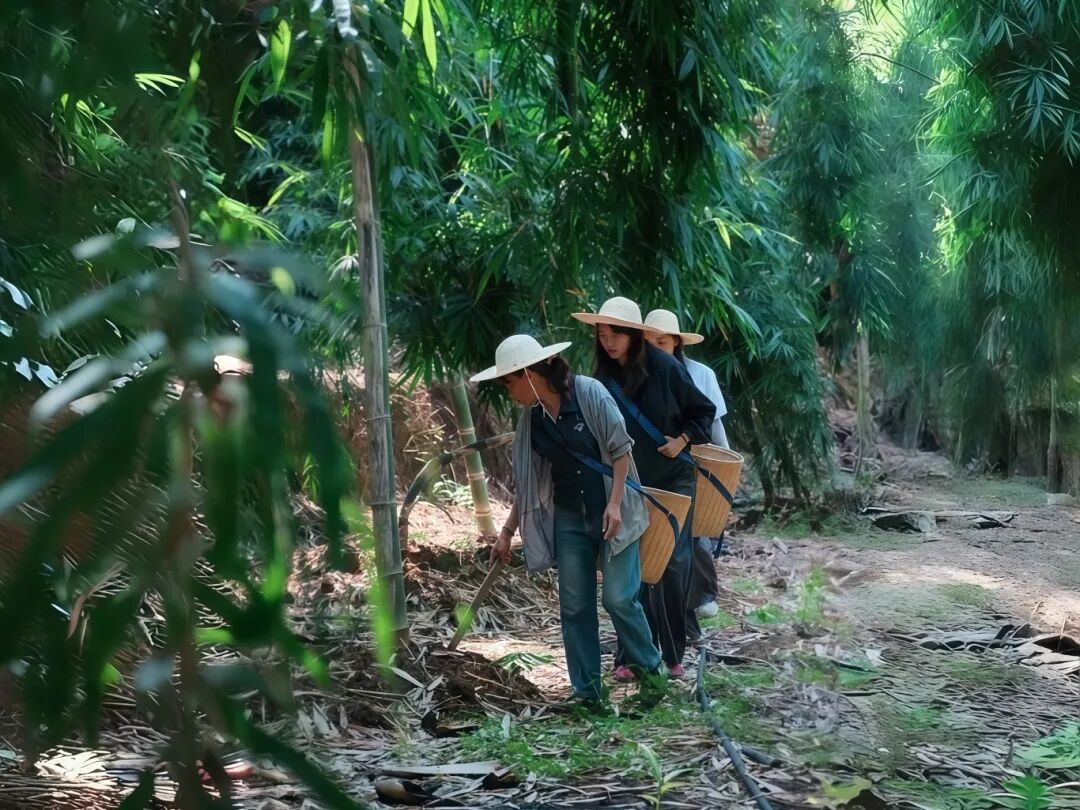 村民在竹林间寻找新长出的竹笋（2025年7月22日 牟真贵摄）.jpg