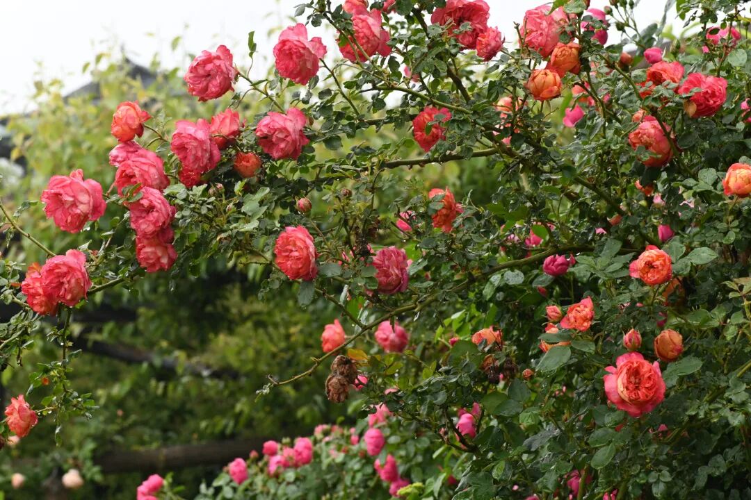 DSC_8366.JPG