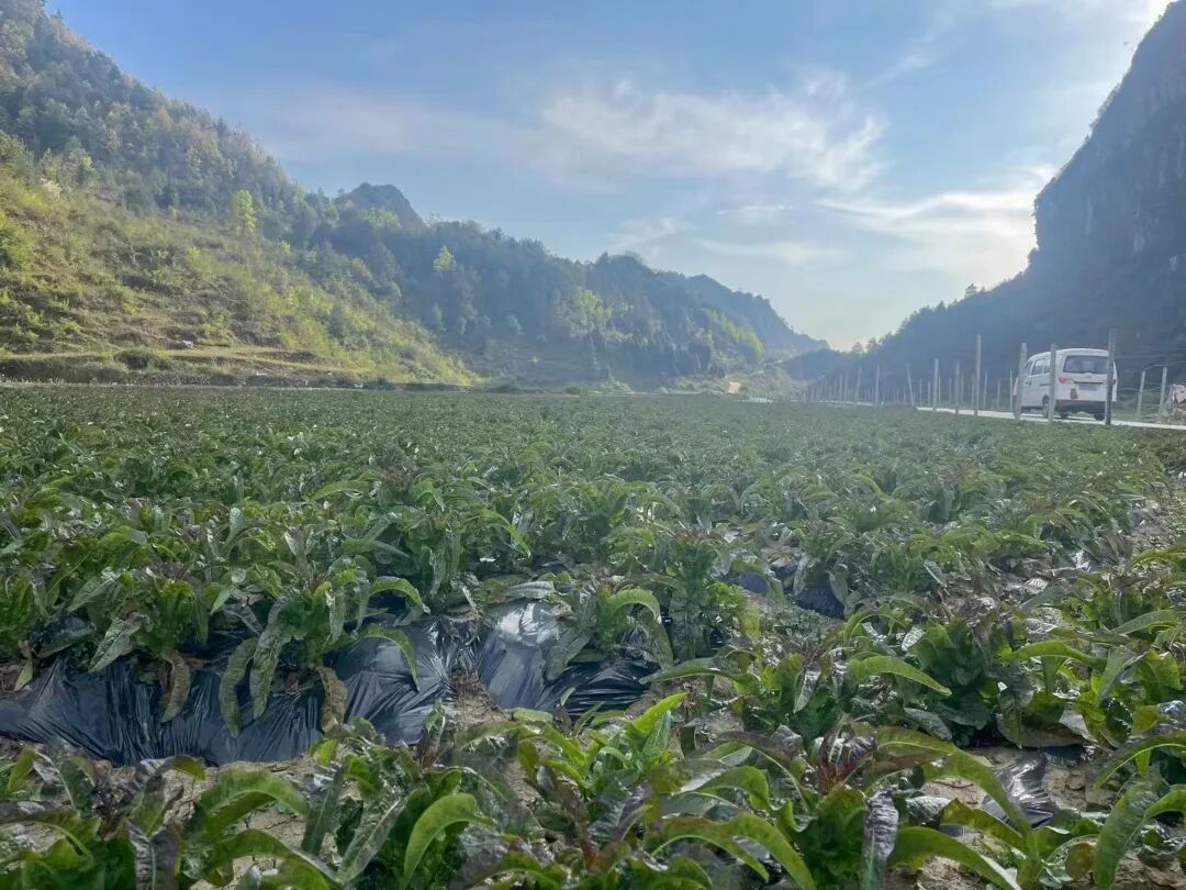 惠水摆金:"七个一批"发展壮大村集体经济