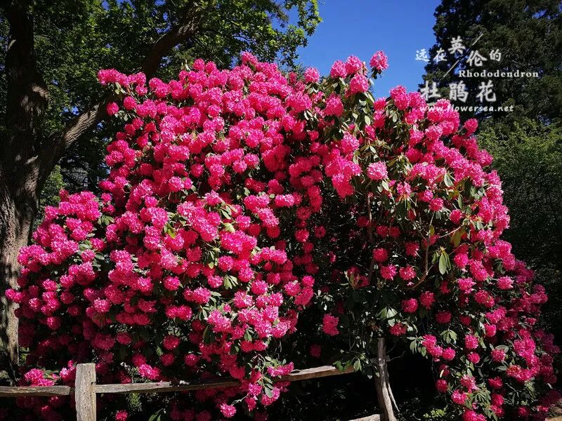 远在英伦的杜鹃花 威斯利花园 全网搜