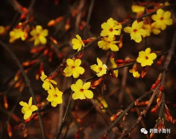 可以治病的花 你瞭解多少 藥匣子晨刊 微文庫