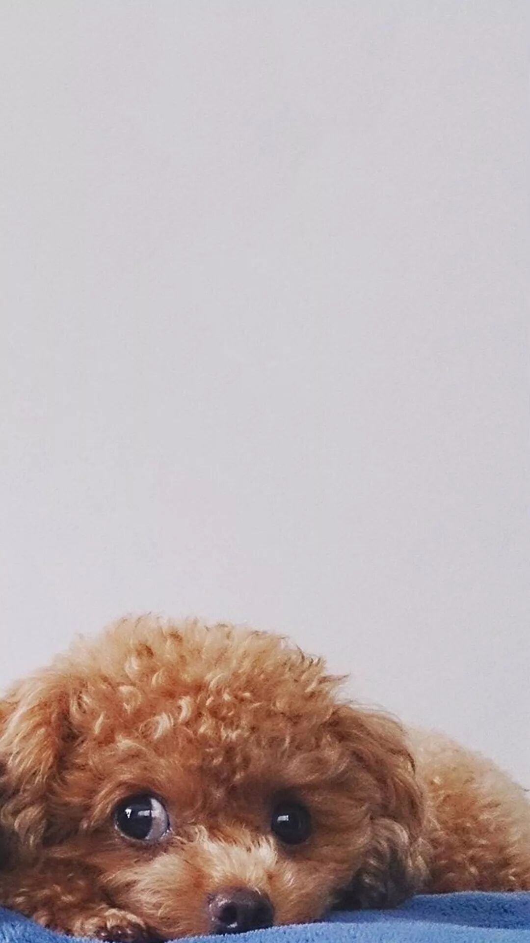 狗狗壁纸高清 泰迪 宠物新鲜事