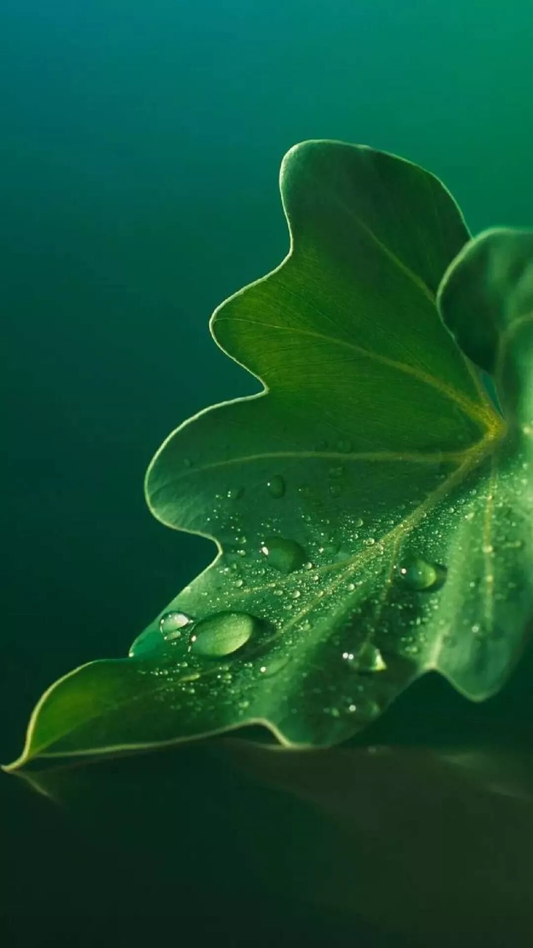 Iphone壁纸 苹果手机高清壁纸美图 手机壁纸美图 微信公众号文章阅读 Wemp