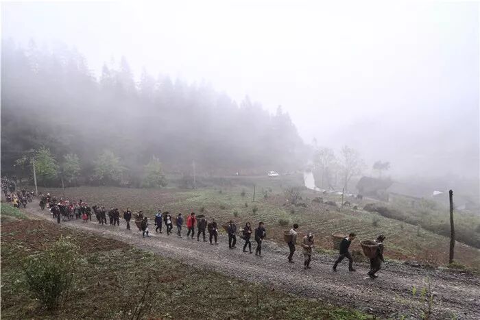 昭通：大山深处采笋人的苦与乐（图）(图6)