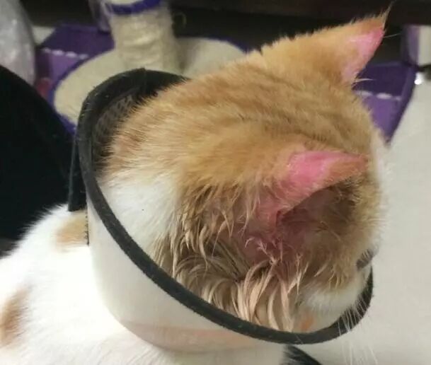 马拉色菌引起的毛囊炎—脂溢性皮炎—真菌性耳炎等各种顽疾