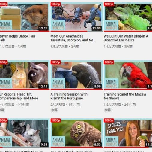 小朋友都爱看的350个动物科普视频，学英语涨见识的绝佳资源！