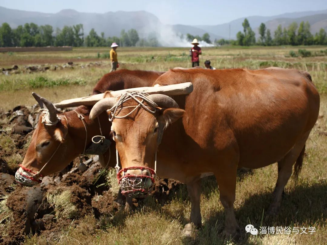 管头墩粗_钢筋墩粗工艺_冷墩管加工厂