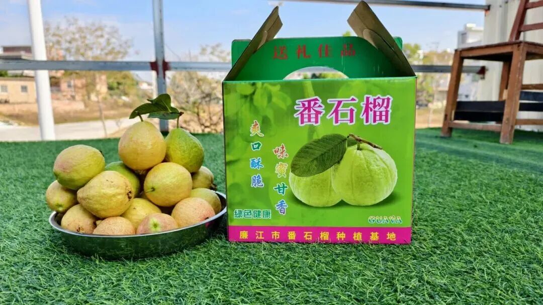 廉江番石榴。杨川 摄