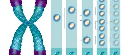 衰老、饮食诱导肥胖和代谢性疾病之间的联系