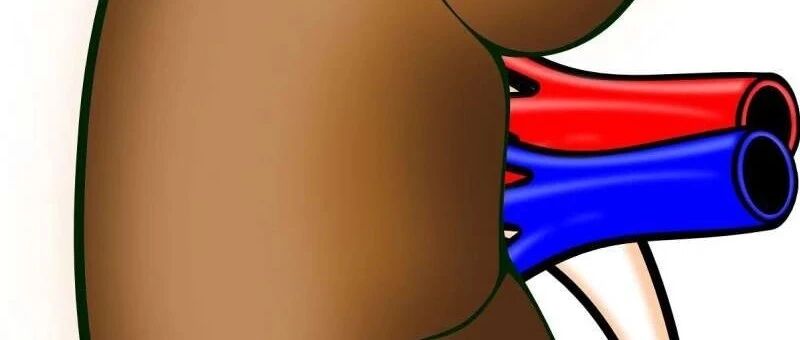 “肾”利的曙光对慢性肾脏病和2型糖尿病患者的心血管转归影响