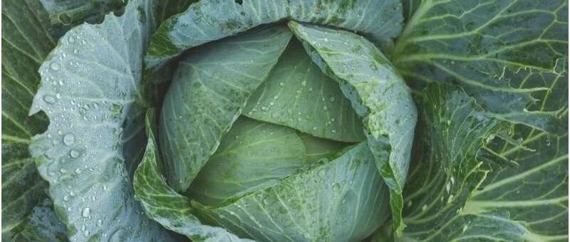 有证据表明维生素K有益于心脏健康