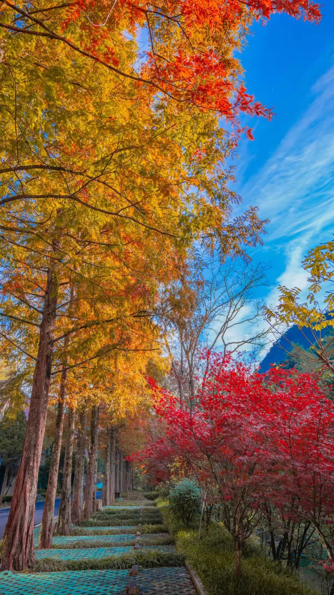大茅山|浓浓秋色妆新景,人间最美是秋分