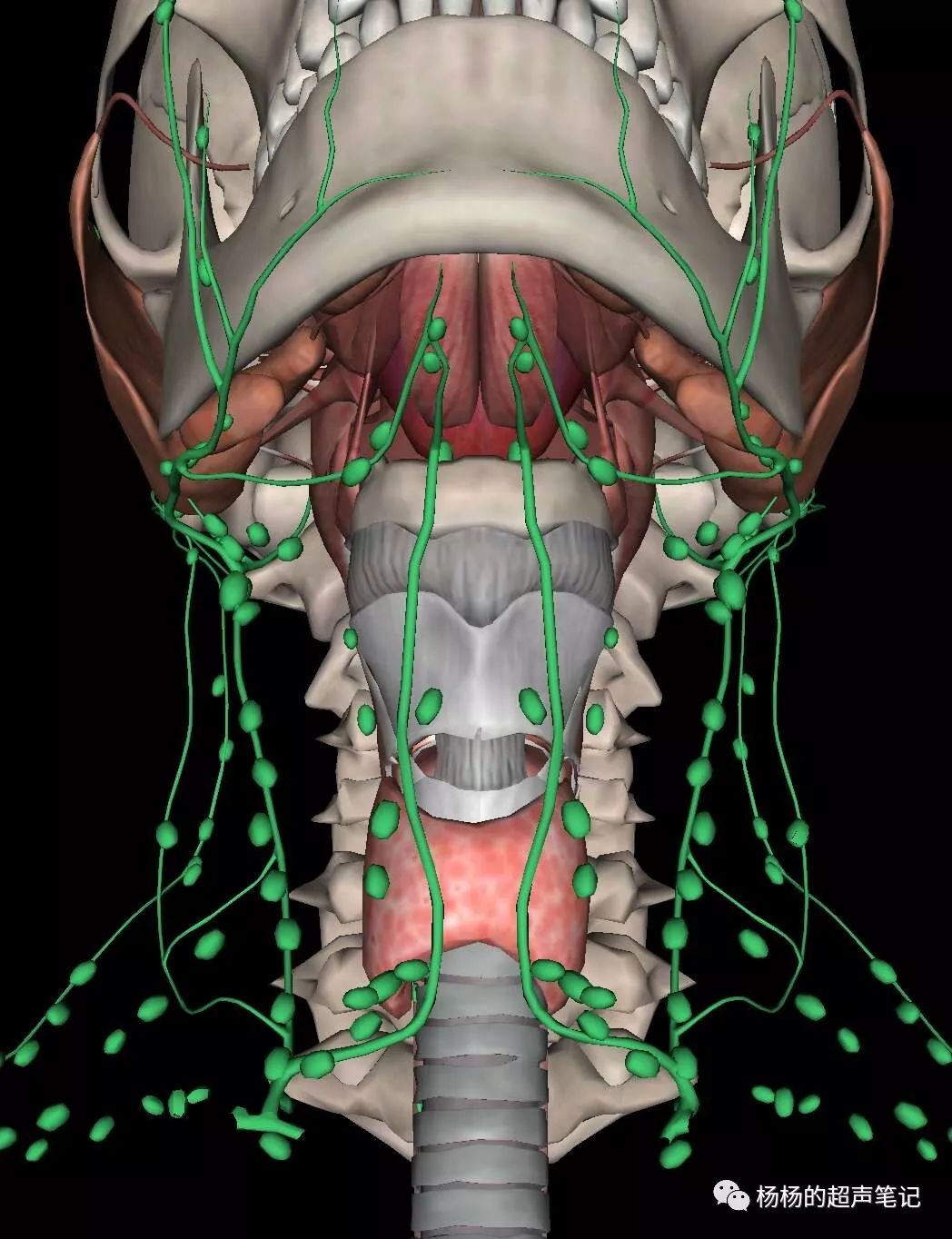 颈内静脉肩甲舌骨肌淋巴结 杨杨的超声笔记 微信公众号文章阅读 Wemp