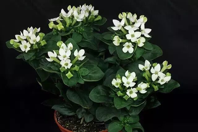 寒丁子 清秀高级 婚礼花束 普善聚社商城 微信公众号文章阅读 Wemp