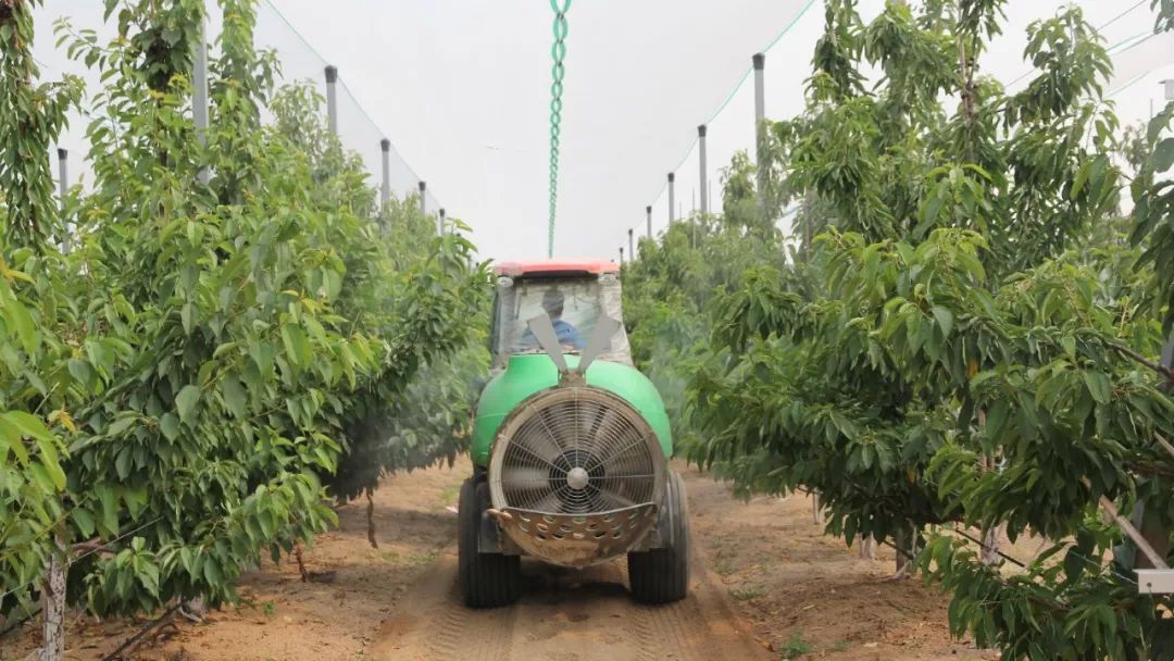 一棵优质大樱桃种苗的首要条件：优系砧木