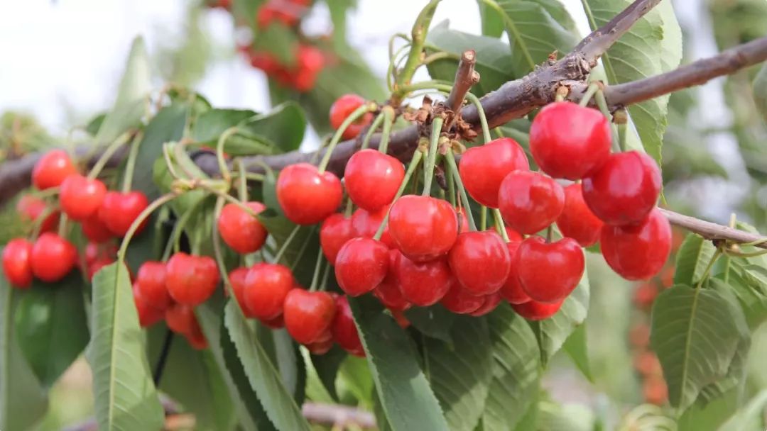 一棵优质大樱桃种苗的首要条件：优系砧木