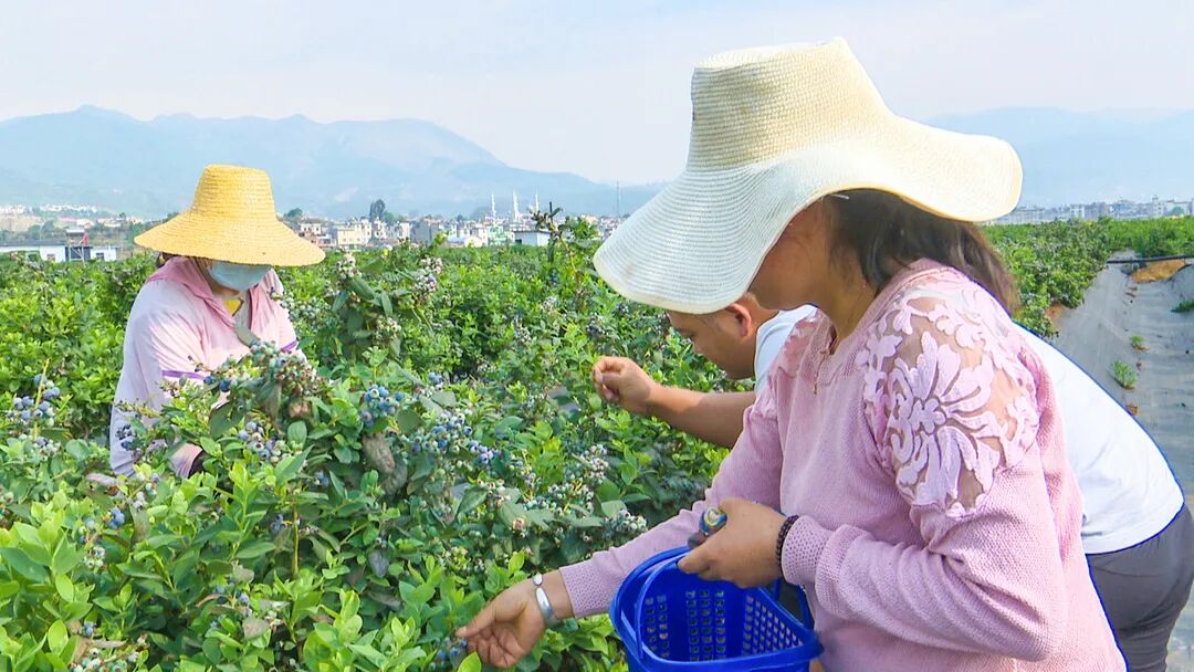 澄江蓝莓大量上市迎来采摘高峰期