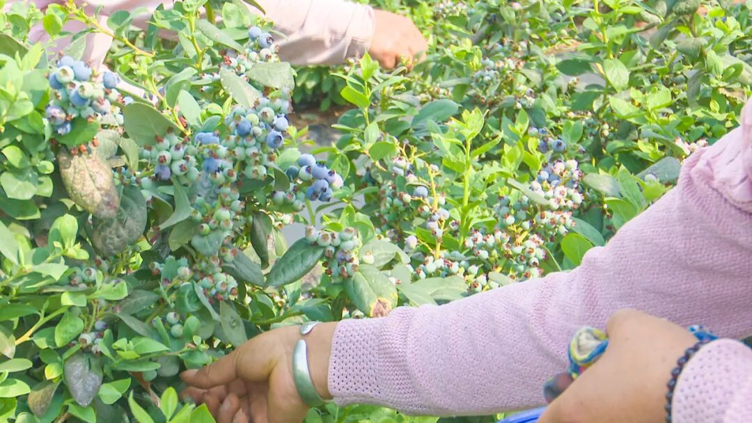 澄江蓝莓大量上市迎来采摘高峰期