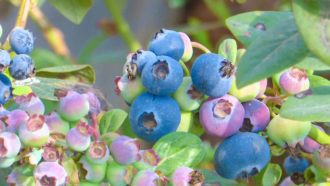 澄江蓝莓大量上市迎来采摘高峰期