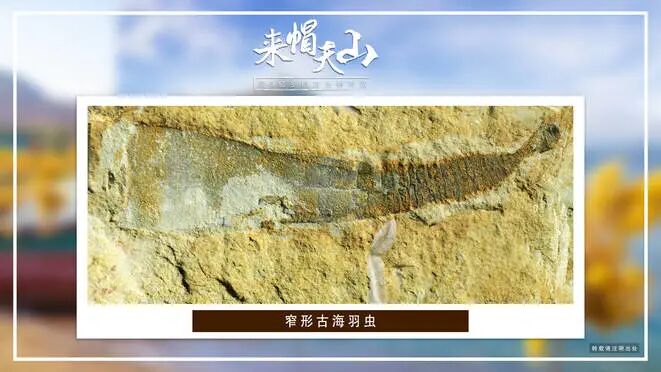 对话 帽天山丨生物多样性 窄形古海羽虫 全网搜