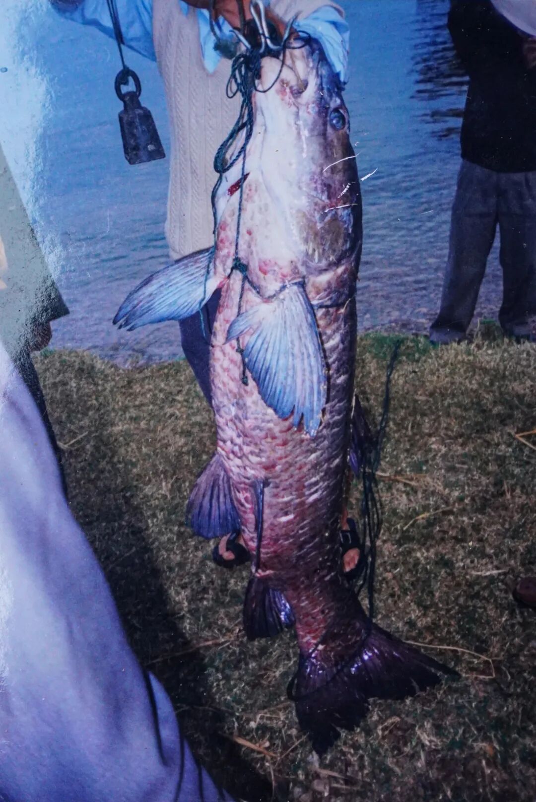 2013年,澄江县立昌村的村民李树恒在抚仙湖里钓起一条罕见的大青鱼,这