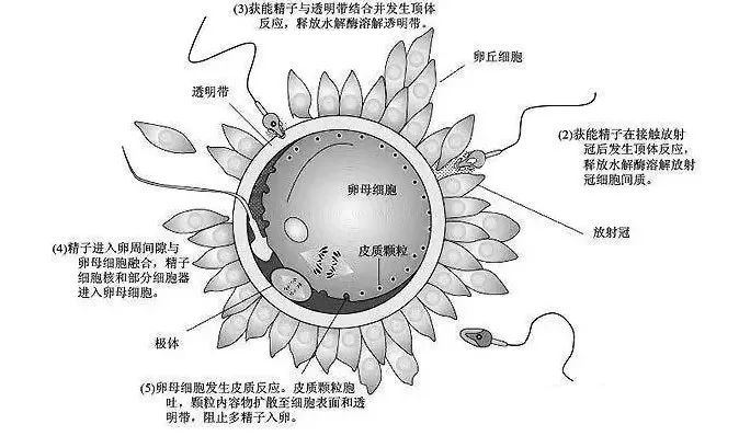 试管婴儿受精困难 是精子还是卵子的错 宝贝佳泰国第三代婴儿管理 微信公众号文章阅读 Wemp