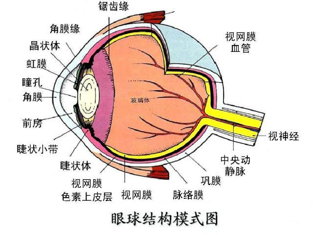 视界聚焦来自白眼球的警报