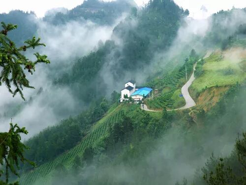 “铁观音的三行情书”