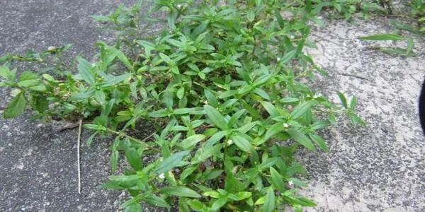 白花蛇舌草的功效 港澳品质游 内江新闻