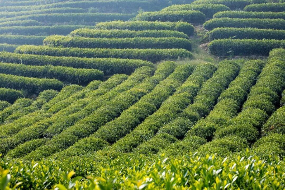 茶科普 | 一年之际在于春，茶园病虫在预防！