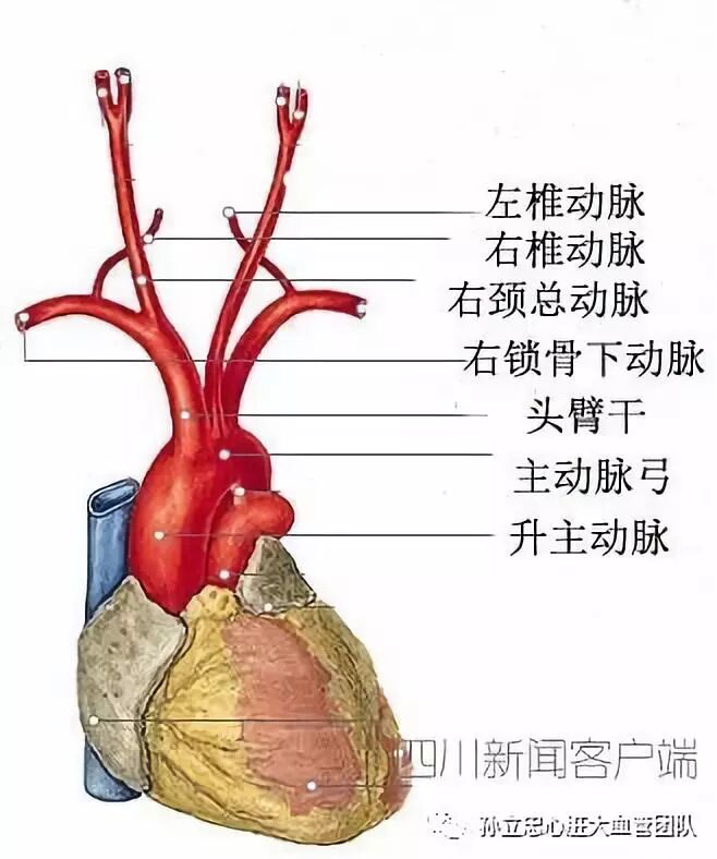 左锁骨下动脉解剖图 第1页 锁骨下动脉体表位置 丹若网