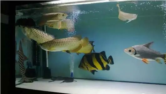 60鱼缸石头造景图片_金龙鱼缸里造景图片_雷龙鱼缸造景图片