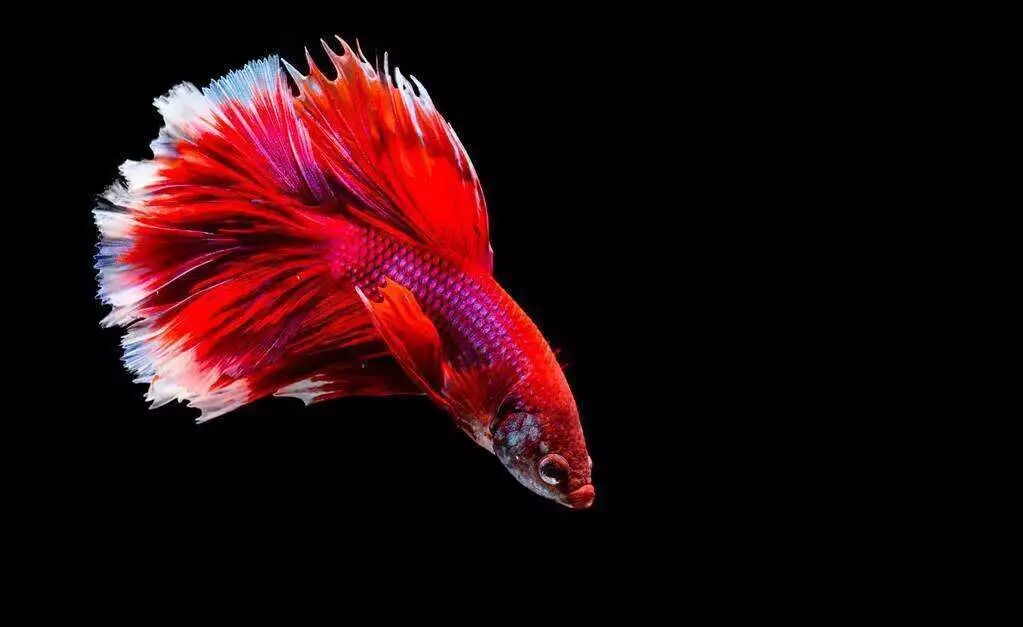 斗鱼寿命_斗鱼的平均寿命_中国斗鱼寿命