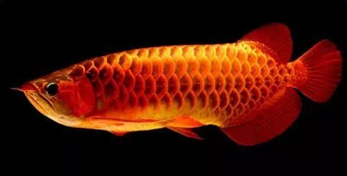 中国斗鱼寿命_斗鱼寿命_斗鱼的平均寿命