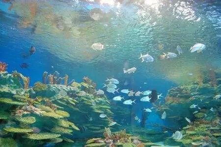 斗鱼寿命 观赏鱼寿终正寝的年龄一览