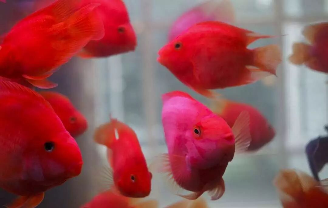 斗鱼寿命_斗鱼的平均寿命_中国斗鱼寿命