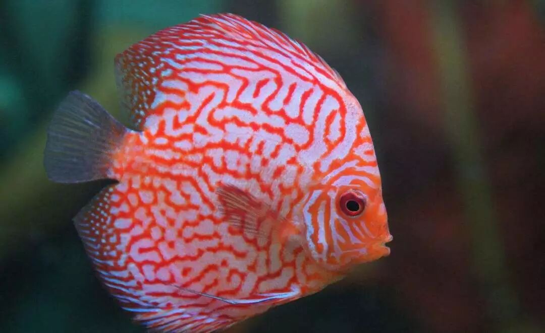 斗鱼的平均寿命_中国斗鱼寿命_斗鱼寿命