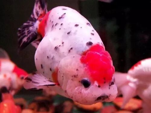 斗鱼寿命_中国斗鱼寿命_斗鱼的平均寿命