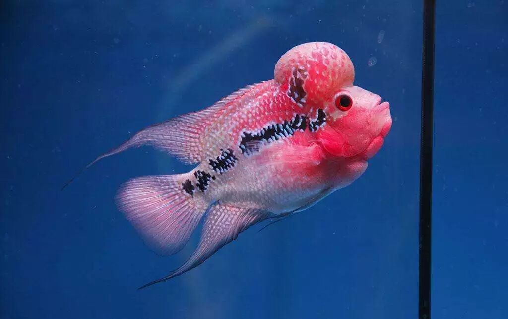 中国斗鱼寿命_斗鱼的平均寿命_斗鱼寿命