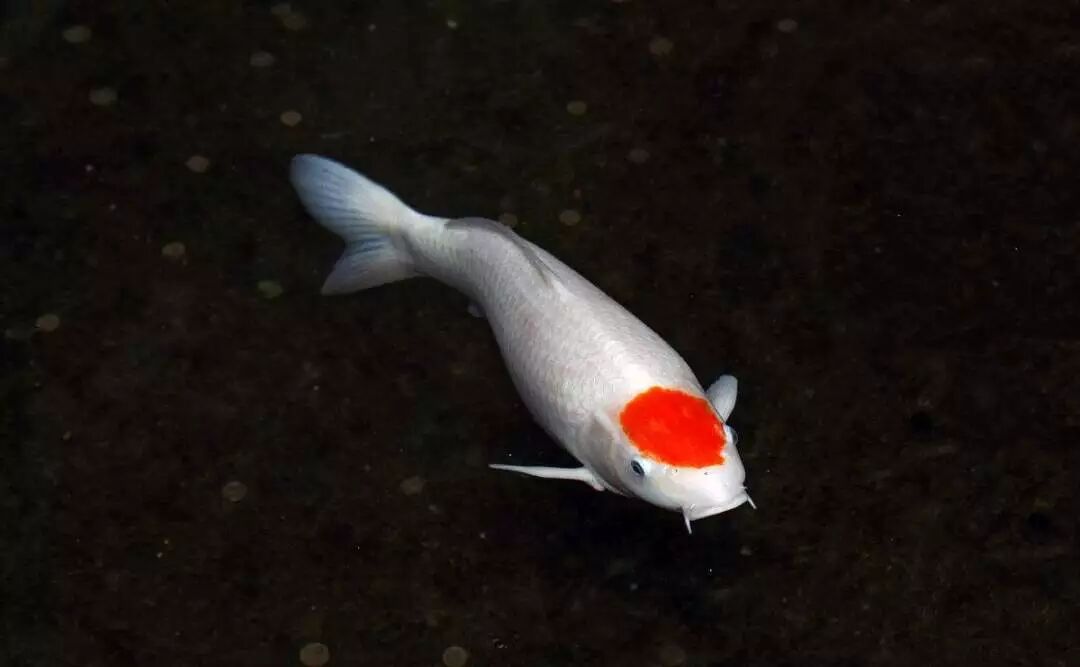 中国斗鱼寿命_斗鱼的平均寿命_斗鱼寿命