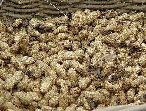 REAGEN快速試劑盒|檢測(cè)卡|試紙條