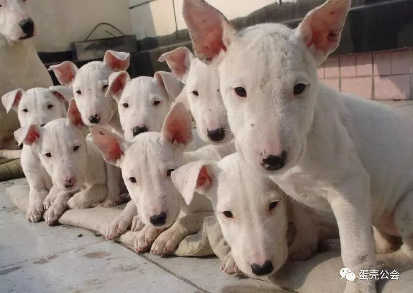 世界上最 凶猛 的犬 藏獒都不算什么 排第一疯起来连主人都咬 蛋壳公会 微信公众号文章阅读 Wemp