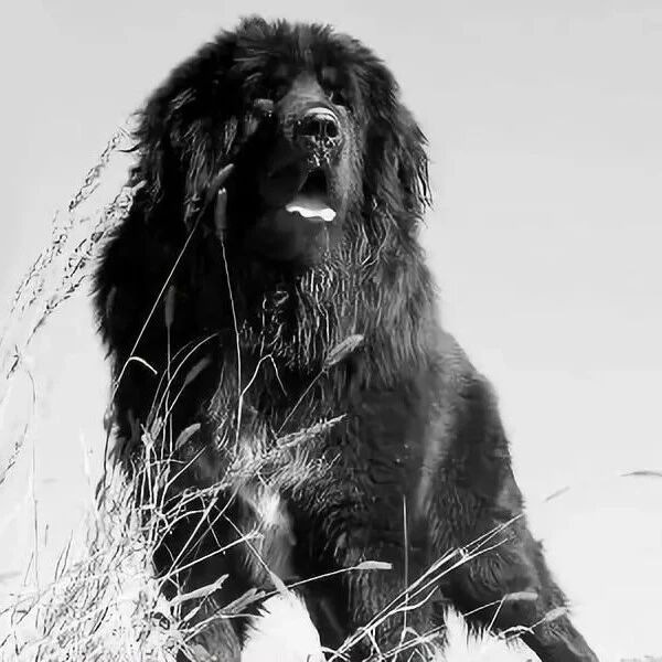 这种狗曾经是中国最贵的狗，如今却连流浪狗都不如……