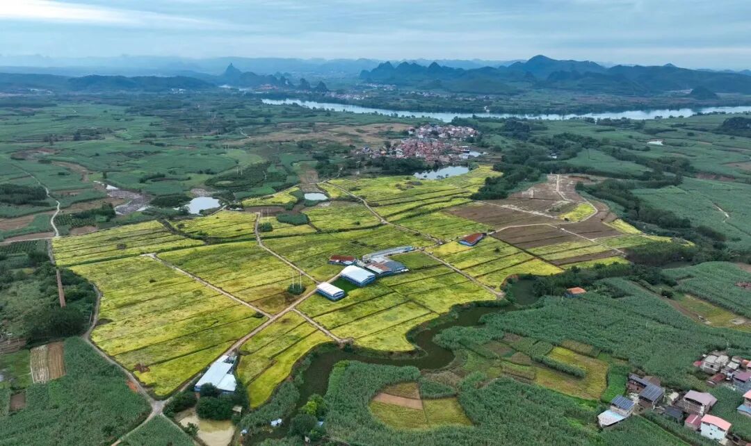 兴宾区耕地提质改造旱改水项目高产示范田水稻收割现场会在平阳镇举行