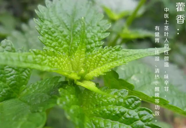 答案: 绿色的植物是藿香,淡淡的香味也是藿香味