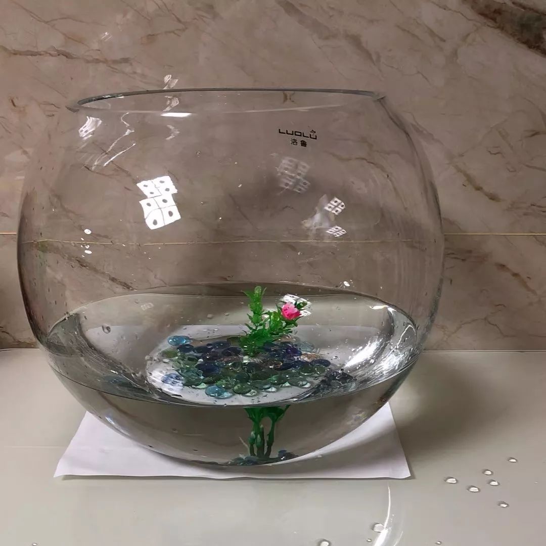 红元宝鹦鹉鱼用什么造景合适_鹦鹉鱼缸造景技巧_鹦鹉鱼鱼缸造景