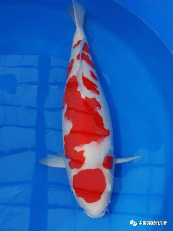 赛级锦鲤 到底应如何鉴赏呢 中锦锦鲤俱乐部 微信公众号文章 微小领