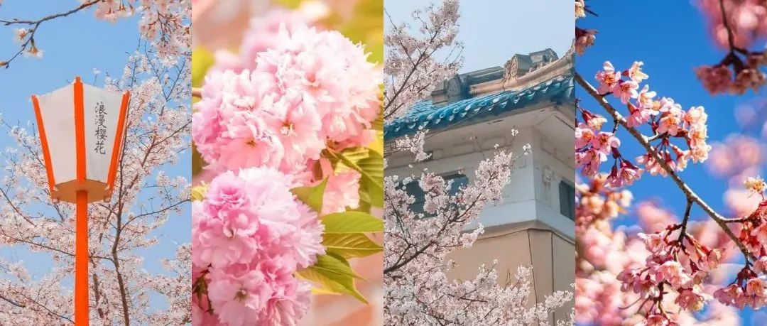 春季樱花拍摄指南，掌握这几个小技巧，轻松拍出好效果！