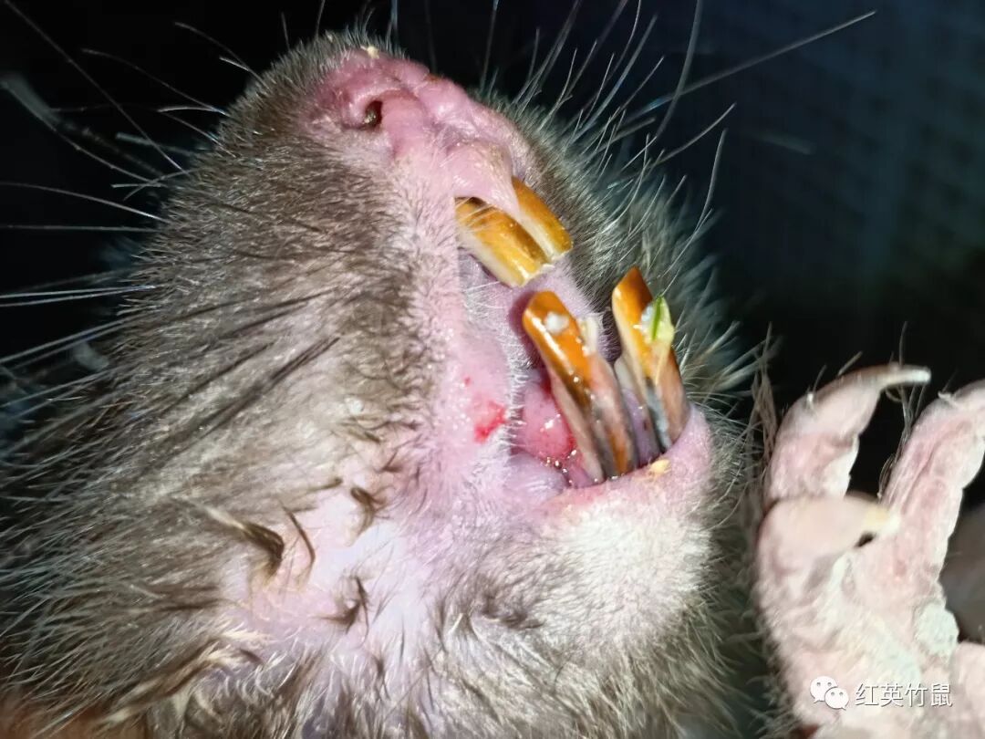小竹鼠掉牙怎么办？竹鼠掉牙怎么处理
