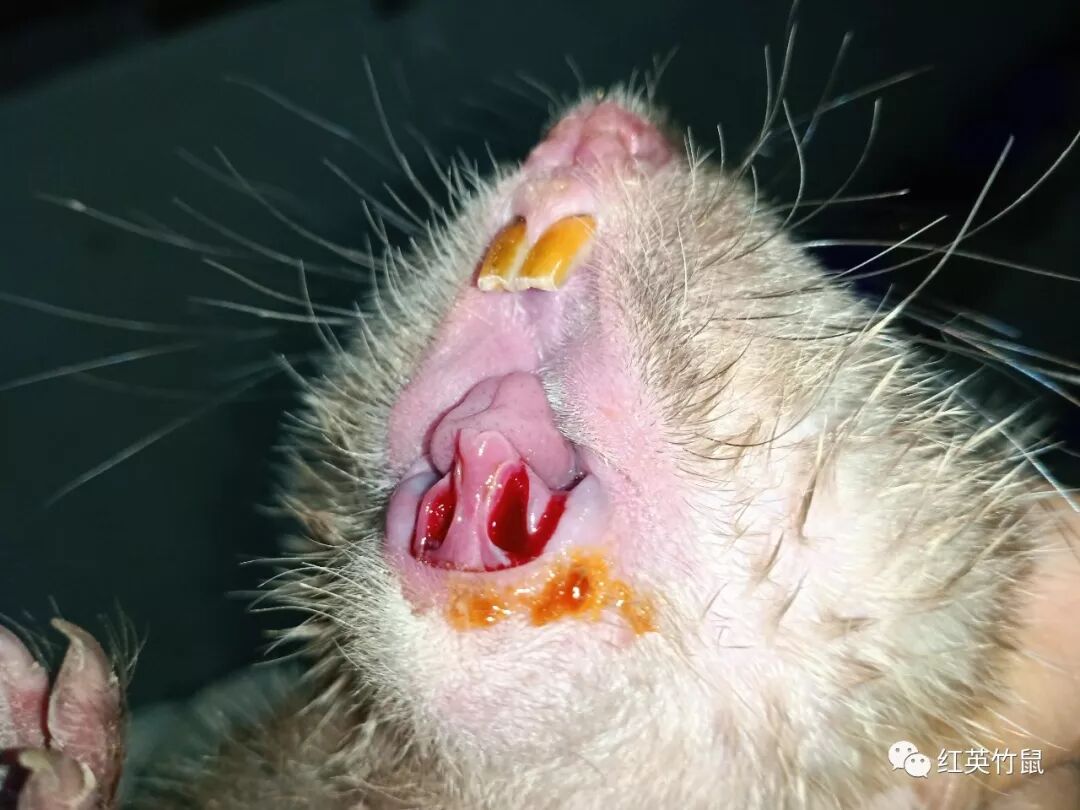 小竹鼠掉牙怎么办？竹鼠掉牙怎么处理